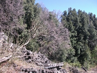 nte Cicirello-10042012 044